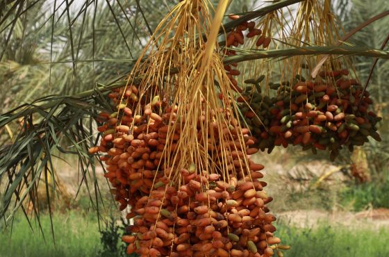 Circuit et Excursion Sahara Fête de Pâque en Tunisie