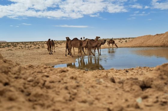 Plongez au cœur du Sahara : un circuit privé sur mesure